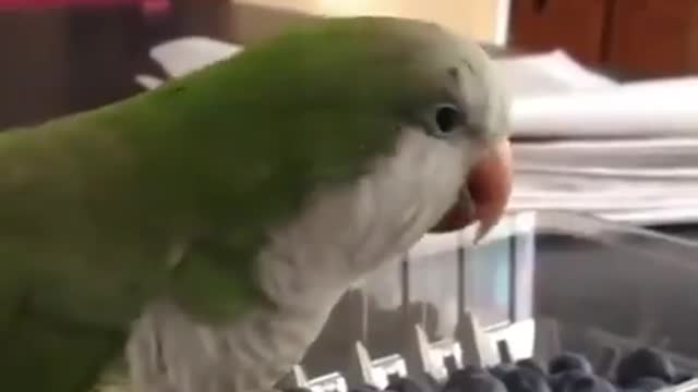 Angry Parrot1