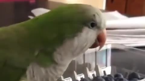 Angry Parrot1