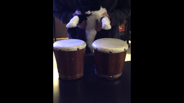 Cat "enthusiastically" rocks out on the bongos