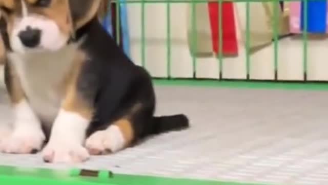 khi pet bằng mặt mà không bằng lòng kiểu