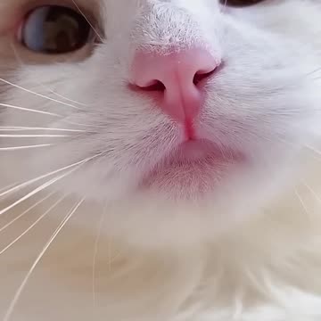 Sweet cat 🐈 of America