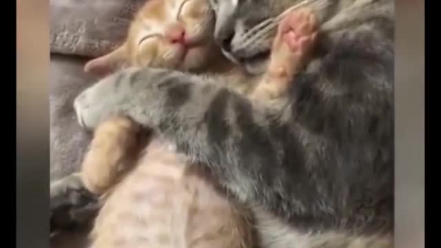Funny Cat Videos Part - 1