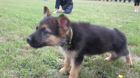 German Shepherd Puppy Barking