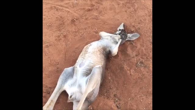 Cutest Kangaroo Ever Sunbathes / Indi Meet Jimmy