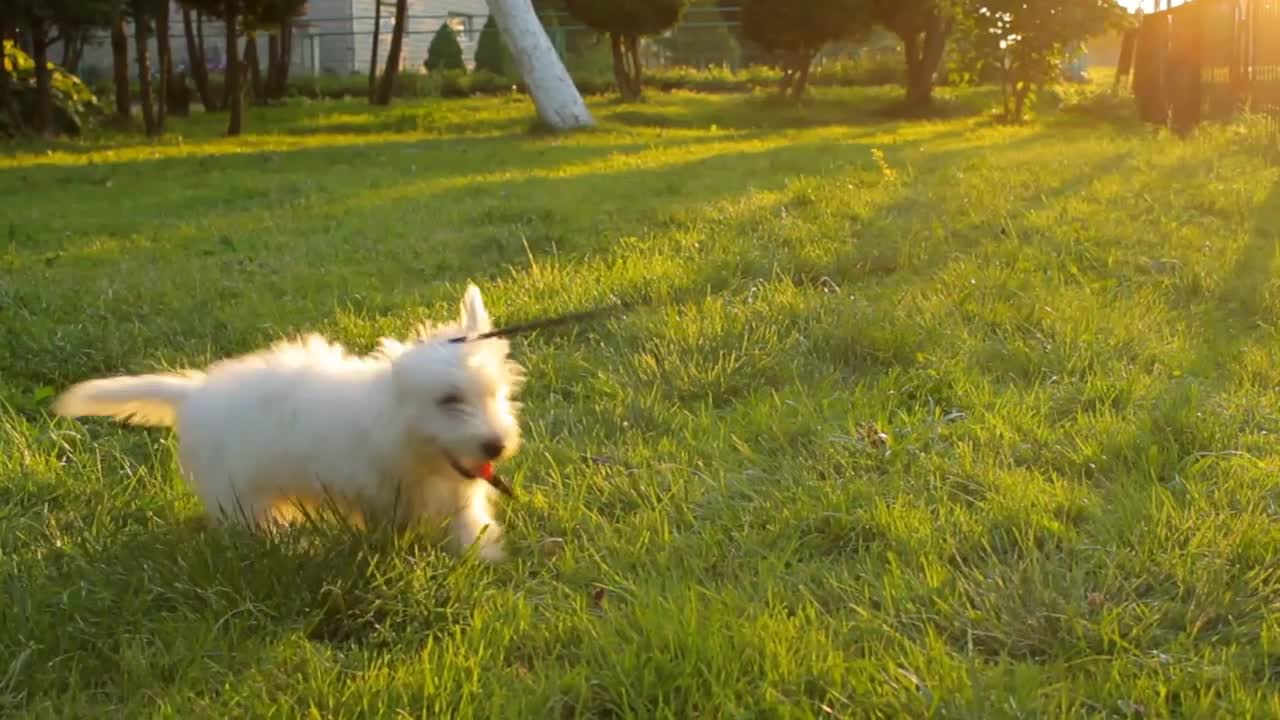 Young girl playing with white dog in the park, playful, sun rays