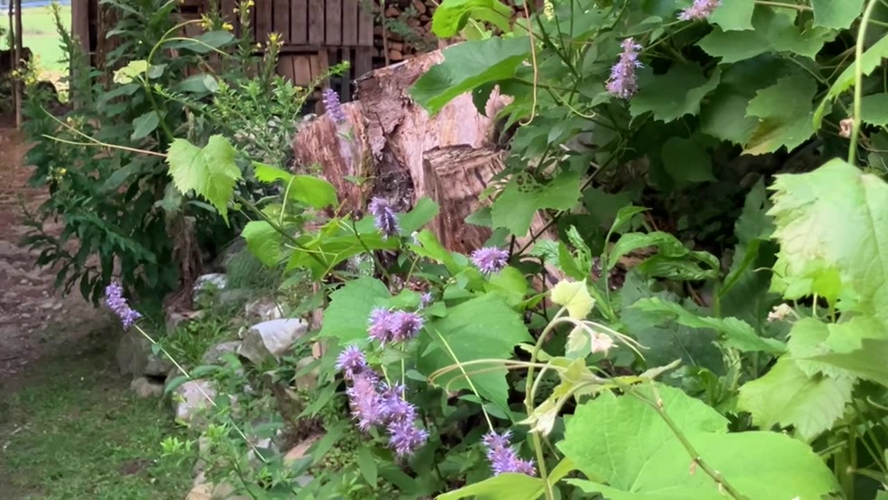 Hyssop, Grapes, Mullein & Evening Primrose