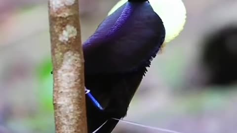 Beautiful Bird of Paradise