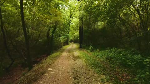 The vast forest, the yearning in my heart, towards freedom