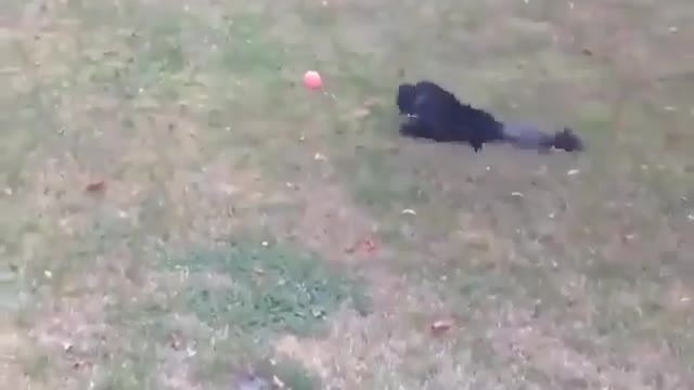 Favorite cat toy