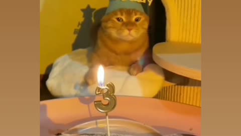 Birthday celebrate for cat 😍🥰