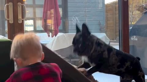 Baby Playing with Dog