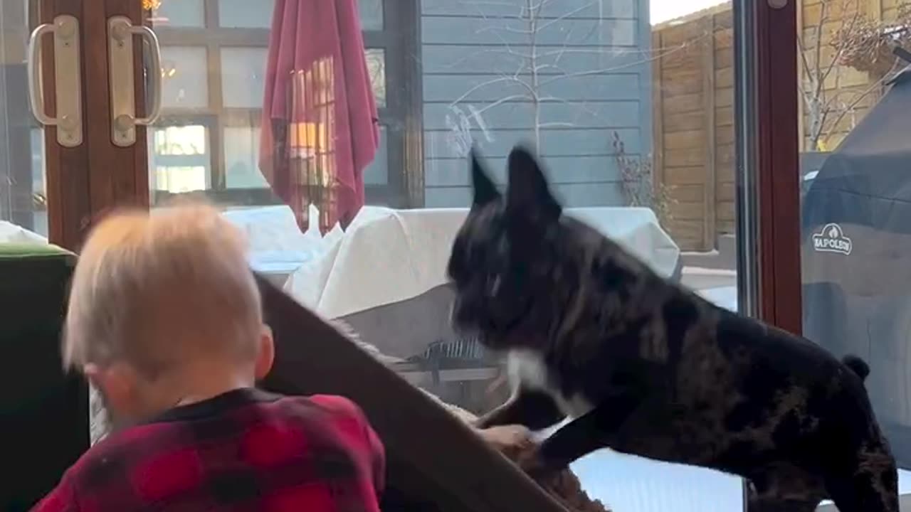 Baby Playing with Dog