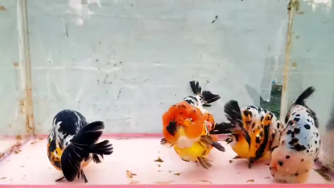 The most beautiful Calico Ranchu goldfish collection-1