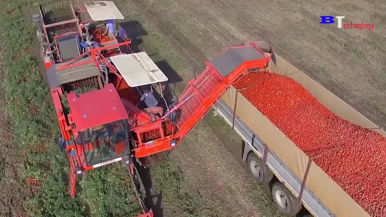 How Tomato Ketchup Is Made, Tomato Harvesting And Processing Process With Modern Technology