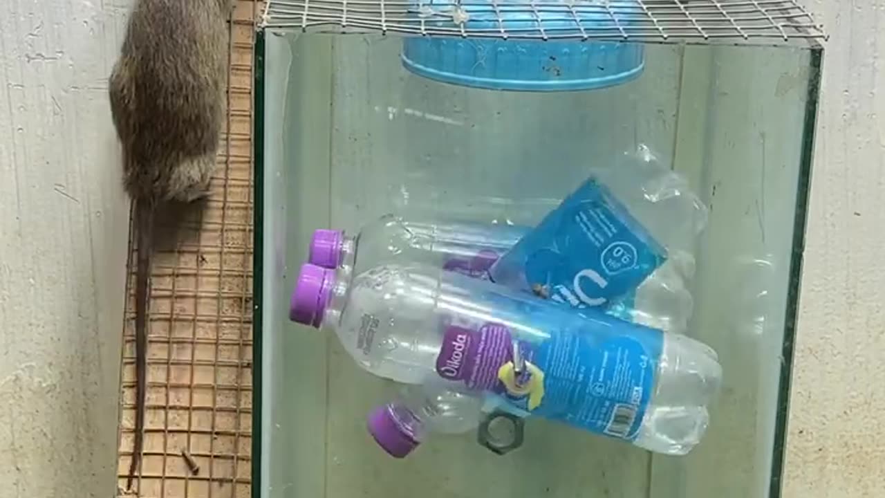 Best home mouse trap/best trap from plastic bottle #rattrap #rat #mousetrap