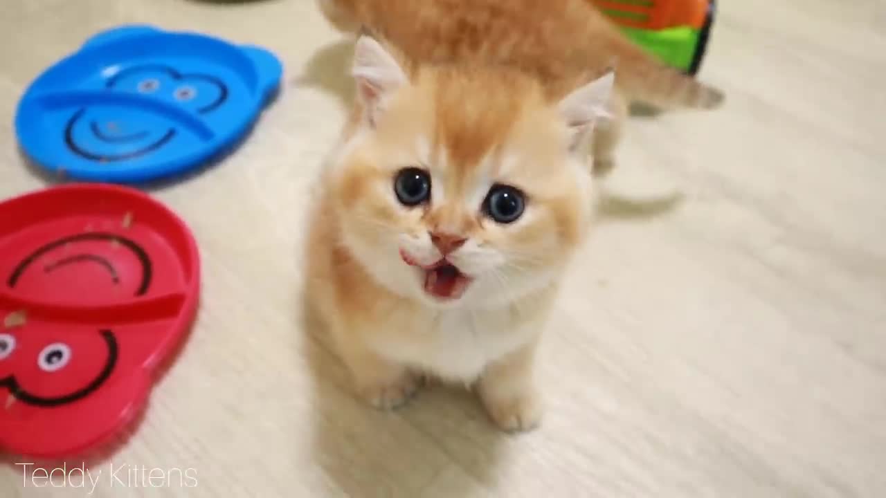 Test Drive from Kittens 🐈🚗 Too Cute Compilation