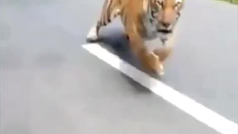 Tiger Attacking On Rider's ....😮