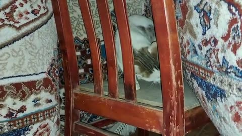 Cute Playful Cat (Night Fun)