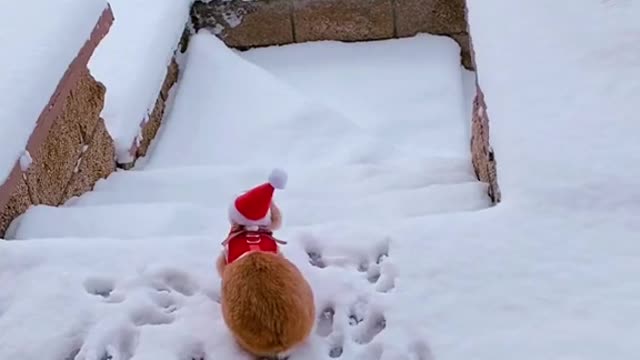 Do you like snowbun? ☃️❄️ #bunny