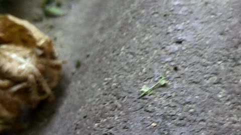 Insects spiders animals