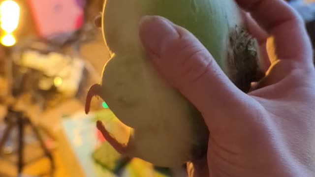 2023-01-16 (5) - Un radis - Discord (bonus)