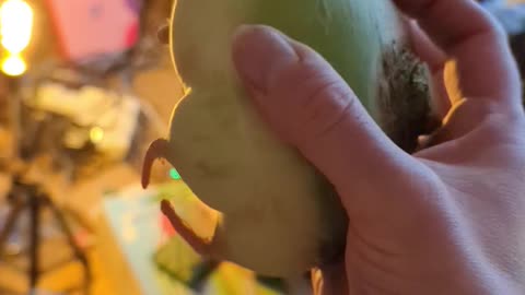 2023-01-16 (5) - Un radis - Discord (bonus)