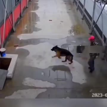 Wholesome Moments #shorts #viral #video #moments #dog #dogs #viral #acts #wholesome