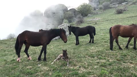 AWESOME HORSES THE MOST BEAUTIFUL RIDERS IN THE WORLD