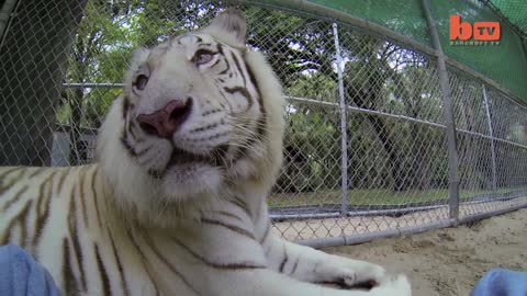 Florida Woman Keeps Bengal Tigers In Her Garden