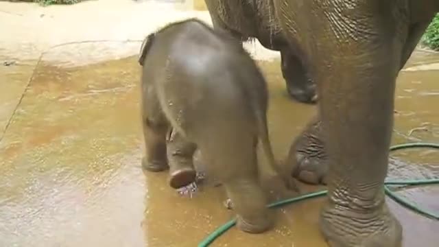 A three week old baby elephant exploring his territory