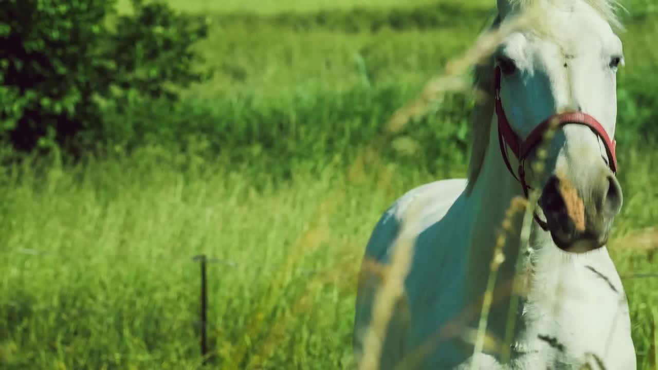 White Horse Staring Surprise at the Camera and Looks Direct. Field on Background