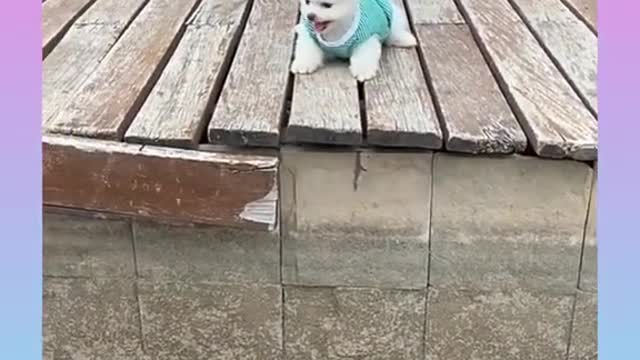 Cute🌹pom#short shorts video pomeranian--pome lovely video ji