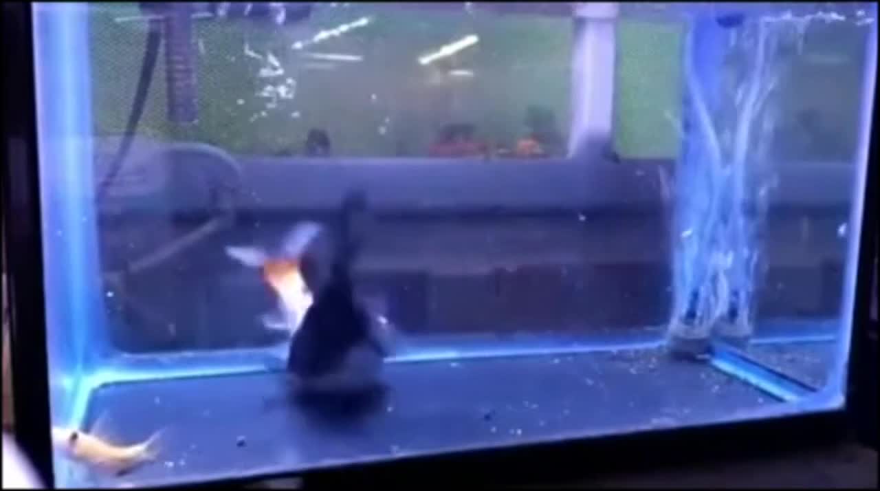 Latest viral fish video