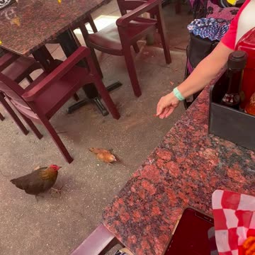 Chicken antics in Ybor City Tampa