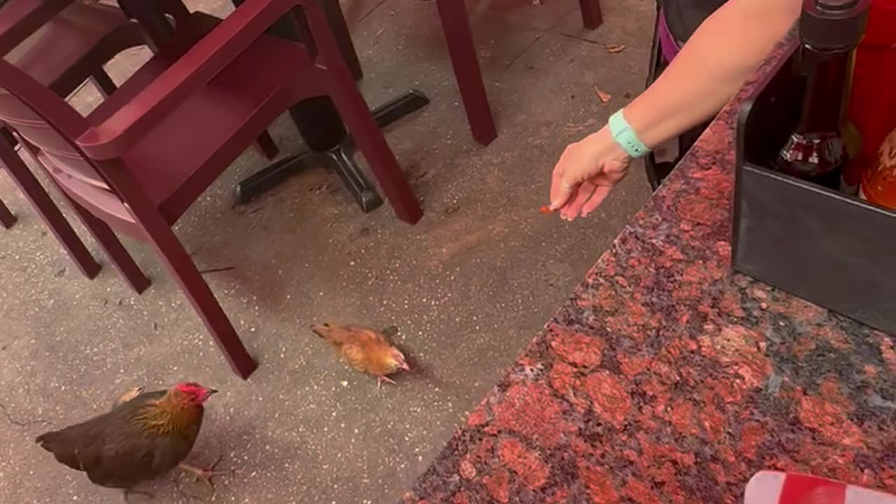 Chicken antics in Ybor City Tampa