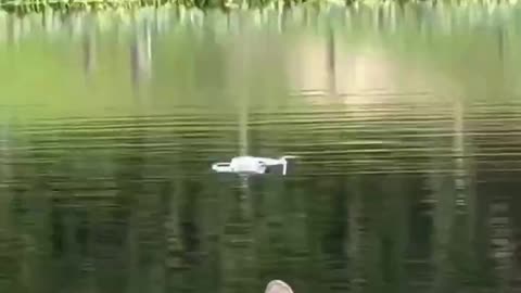 Alligator Destroys Drone