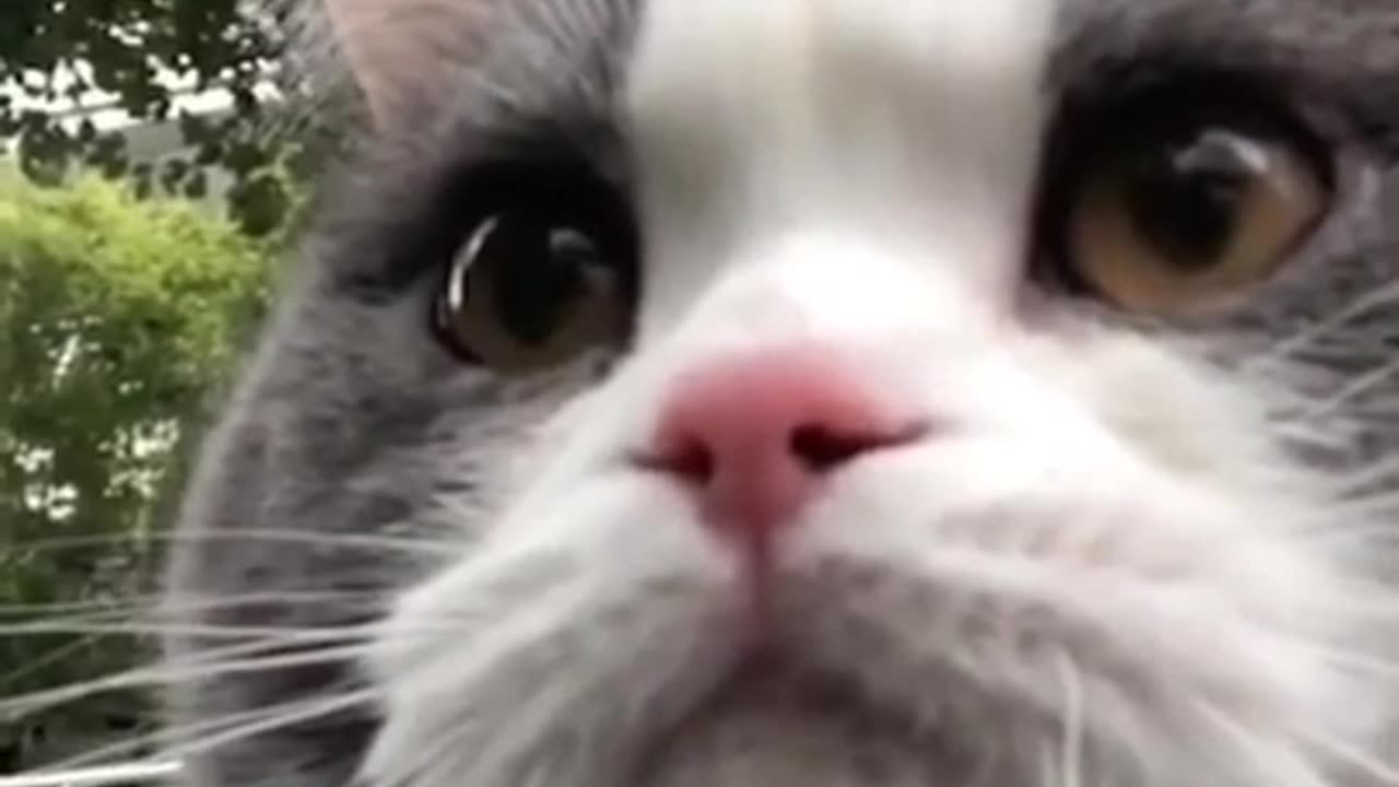 ❤️ What is ‘cat’ in your language#328#shorts