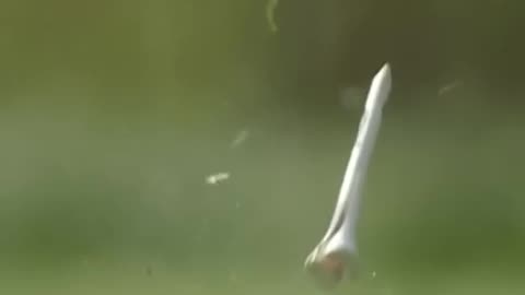 Super slow mo bugs vs golf tee