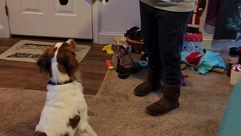 Dog Gets An Exciting Christmas Present