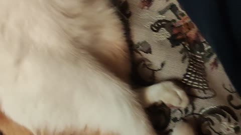 Orsis is sleeping on the hand