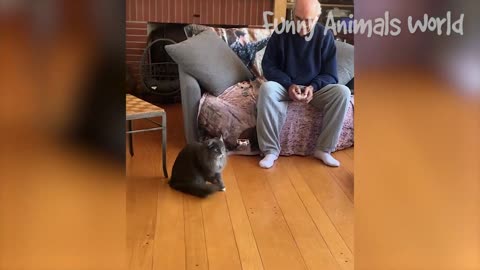 Funniest Dogs And Cats Videos
