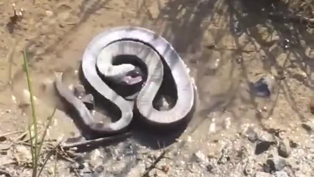 #cobra snack#videos