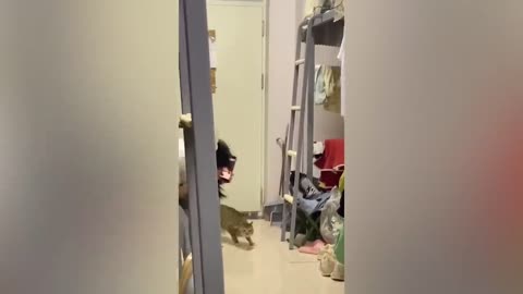 Best animals moment second part 😜