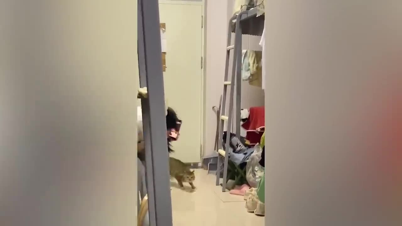 Best animals moment second part 😜