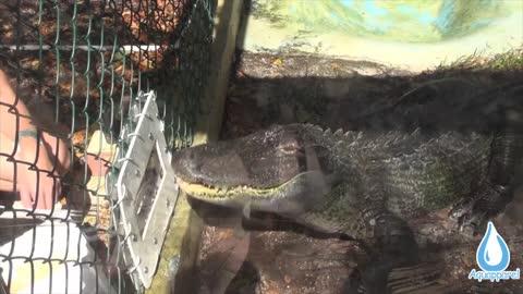 American Alligator Training at Theater of the Sea with Piper the Alligator