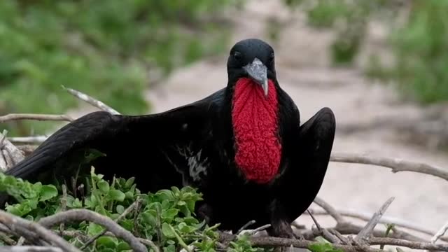 A Black Bird Perched On Some Twigs