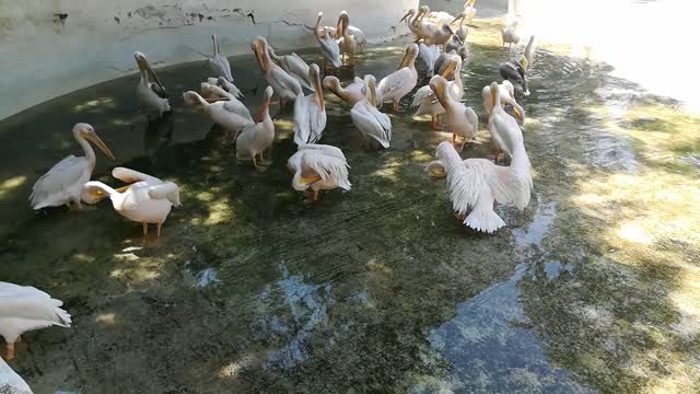 African Pink Pelican In Egyptian Zoo