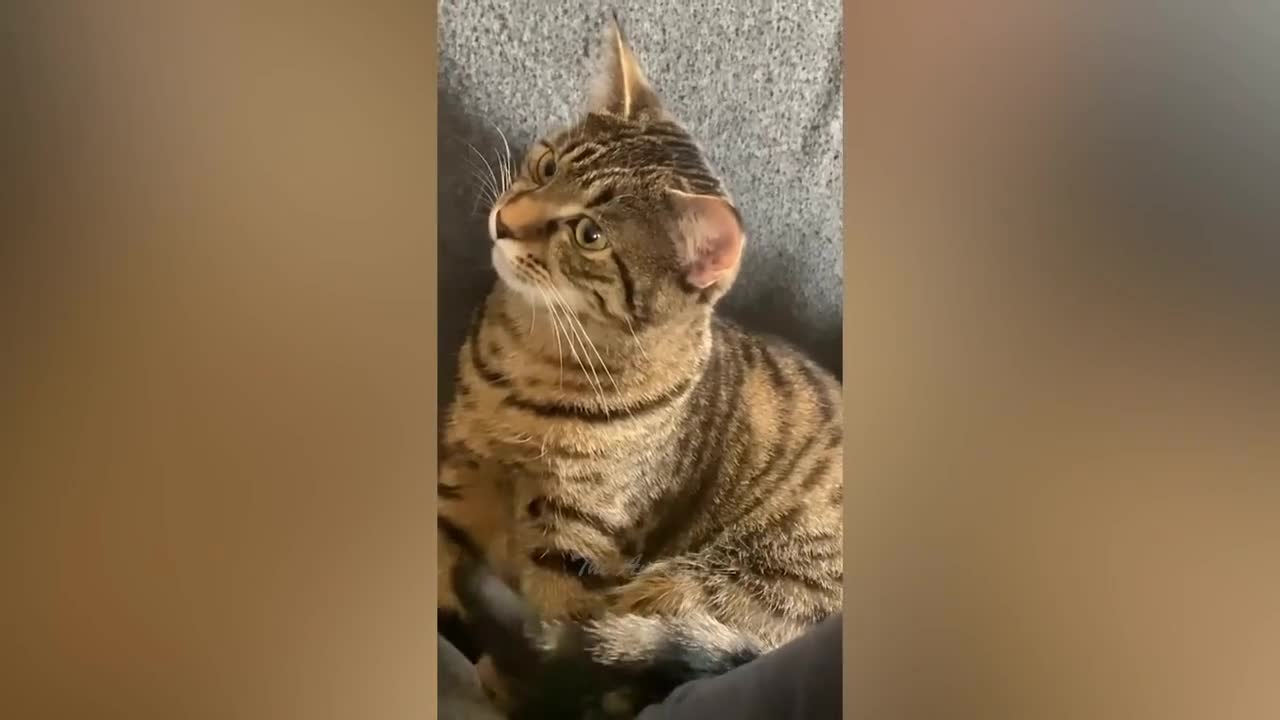 Best Funny Animal Videos Of The 2022 π€£ - Funniest Cats And Dogs Videos πΊπ+5