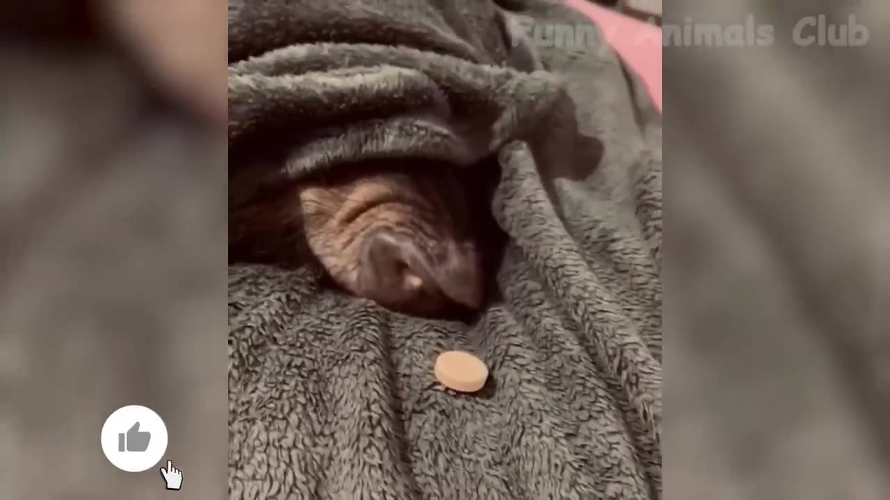 Funny animals video