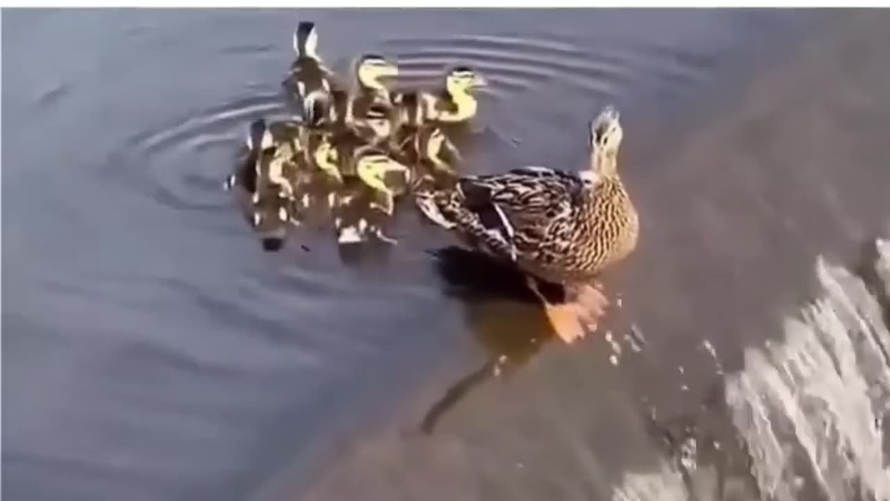 Your luck can betray you but not your mother/see mother duck love for her babies ❤️🤗